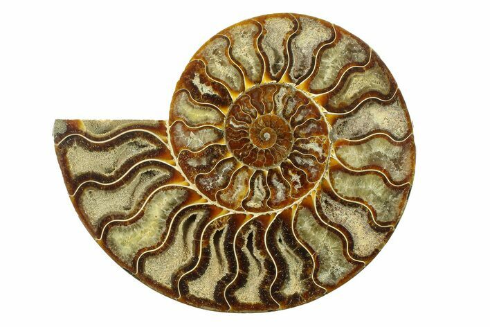 Cut & Polished Ammonite Fossil (Half) - Madagascar #287985